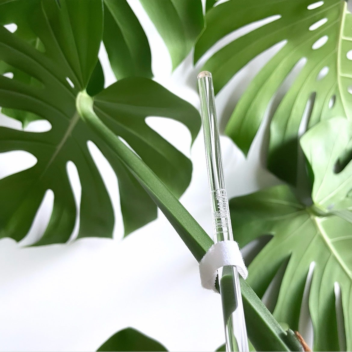 50 cm (8mm)アクリル支柱