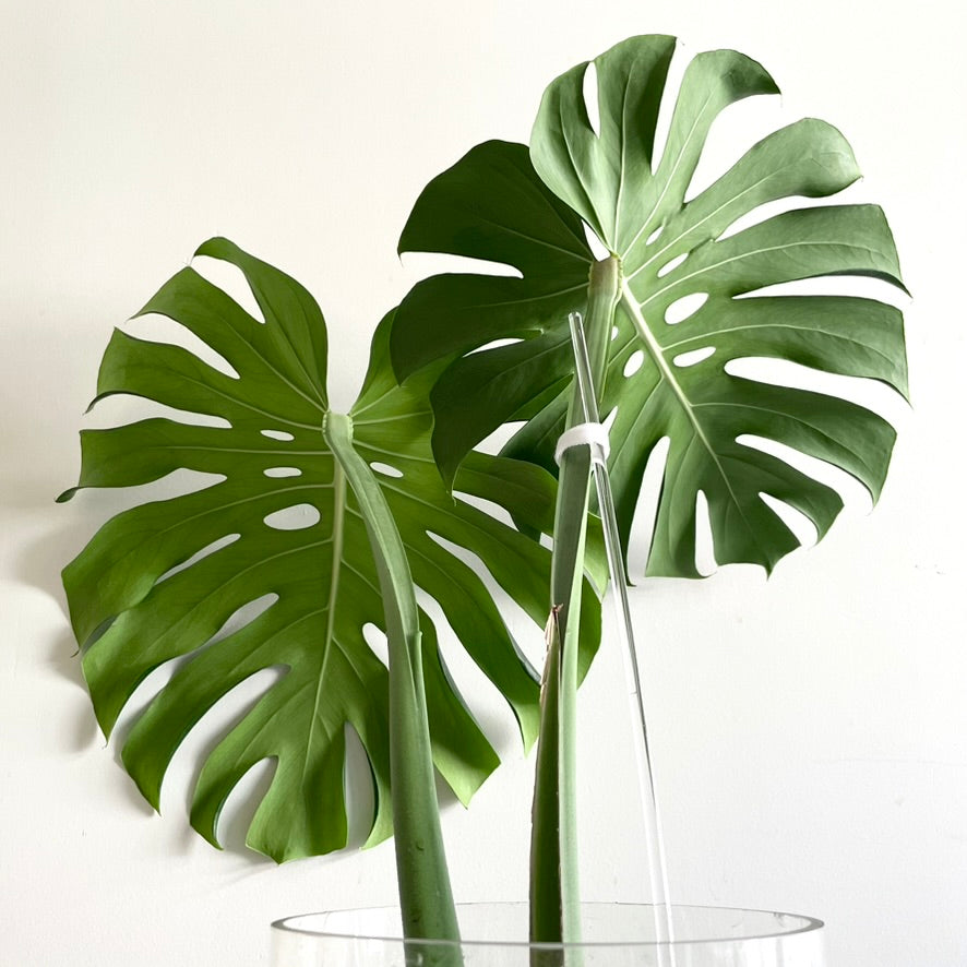 leafy アクリル 支柱 使い方