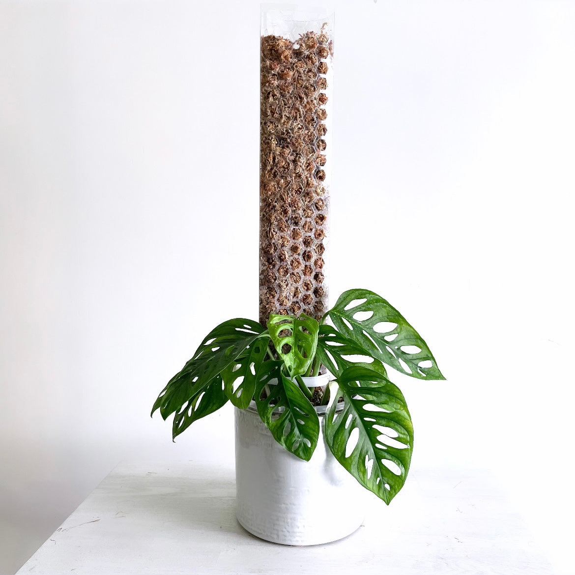 leafy モスポール クリア