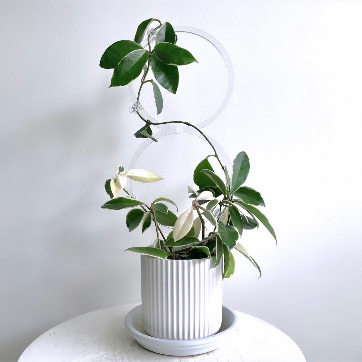 ダブルフープトレリス