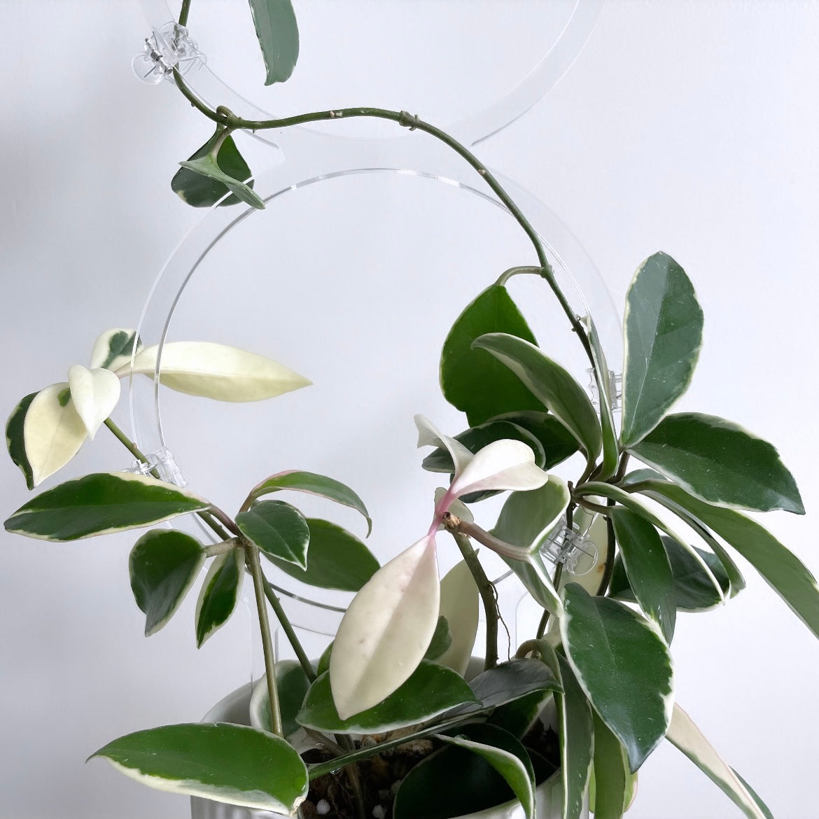 ダブルフープトレリスディテール