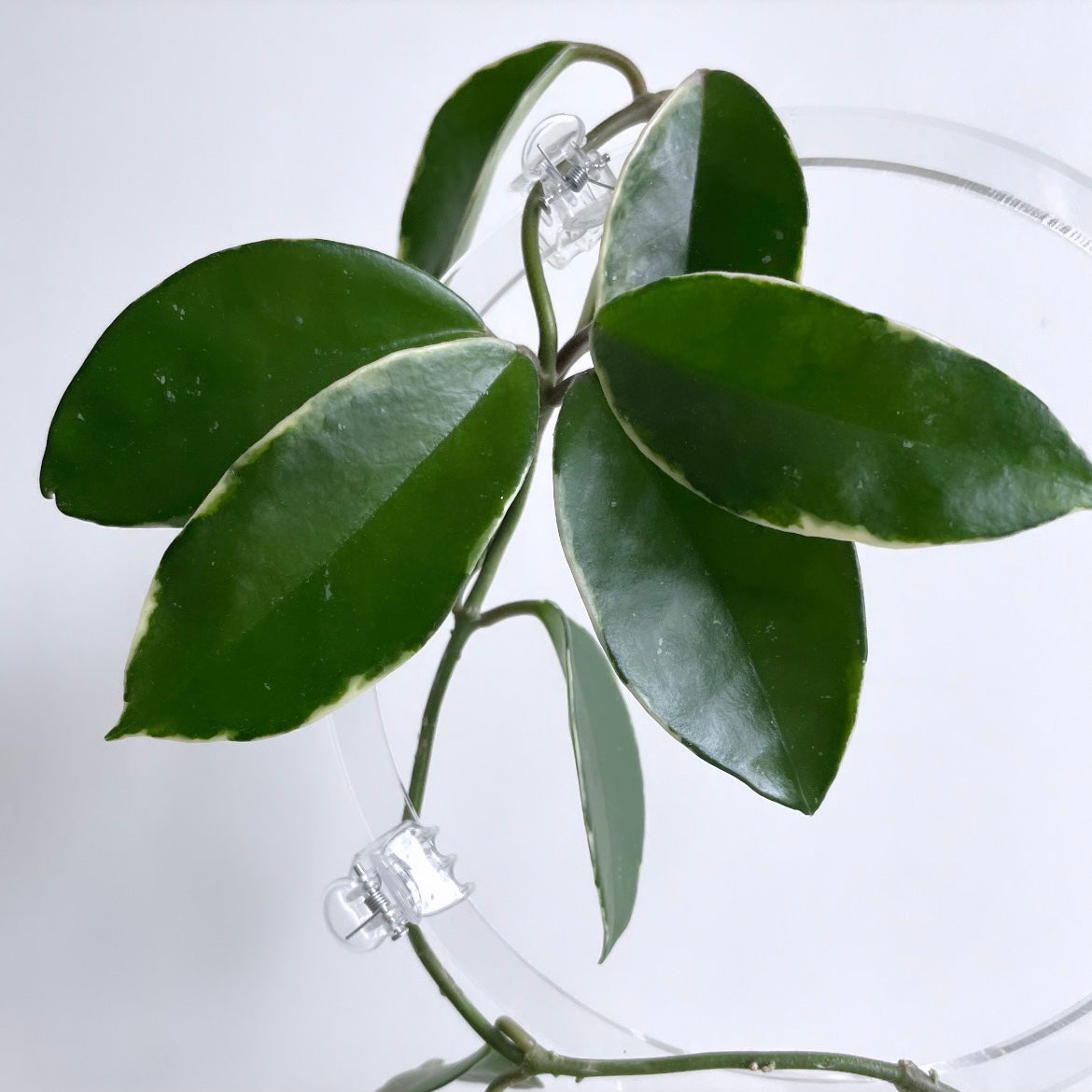 ダブルフープトレリスディテール