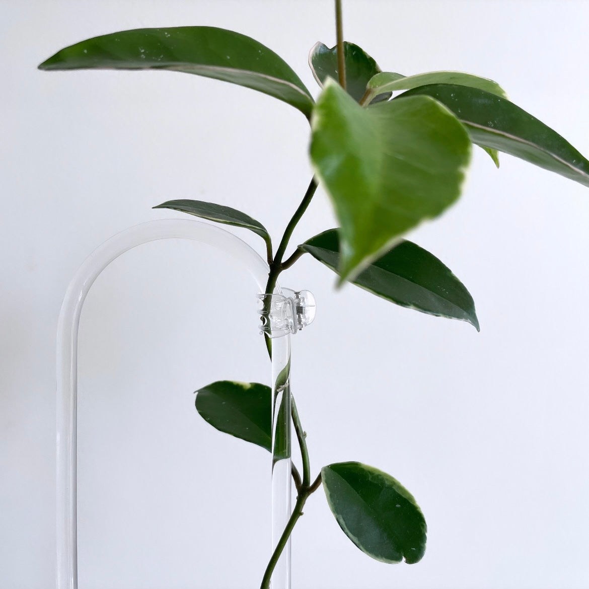 Leafy プラント クリップ クリア