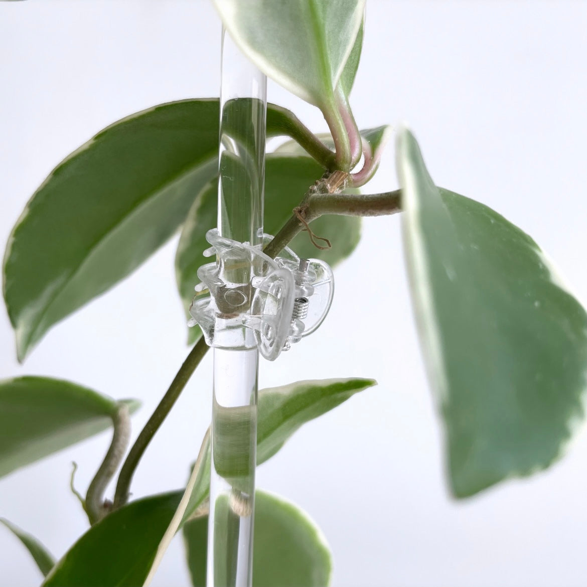 Leafy プラント クリップ クリア