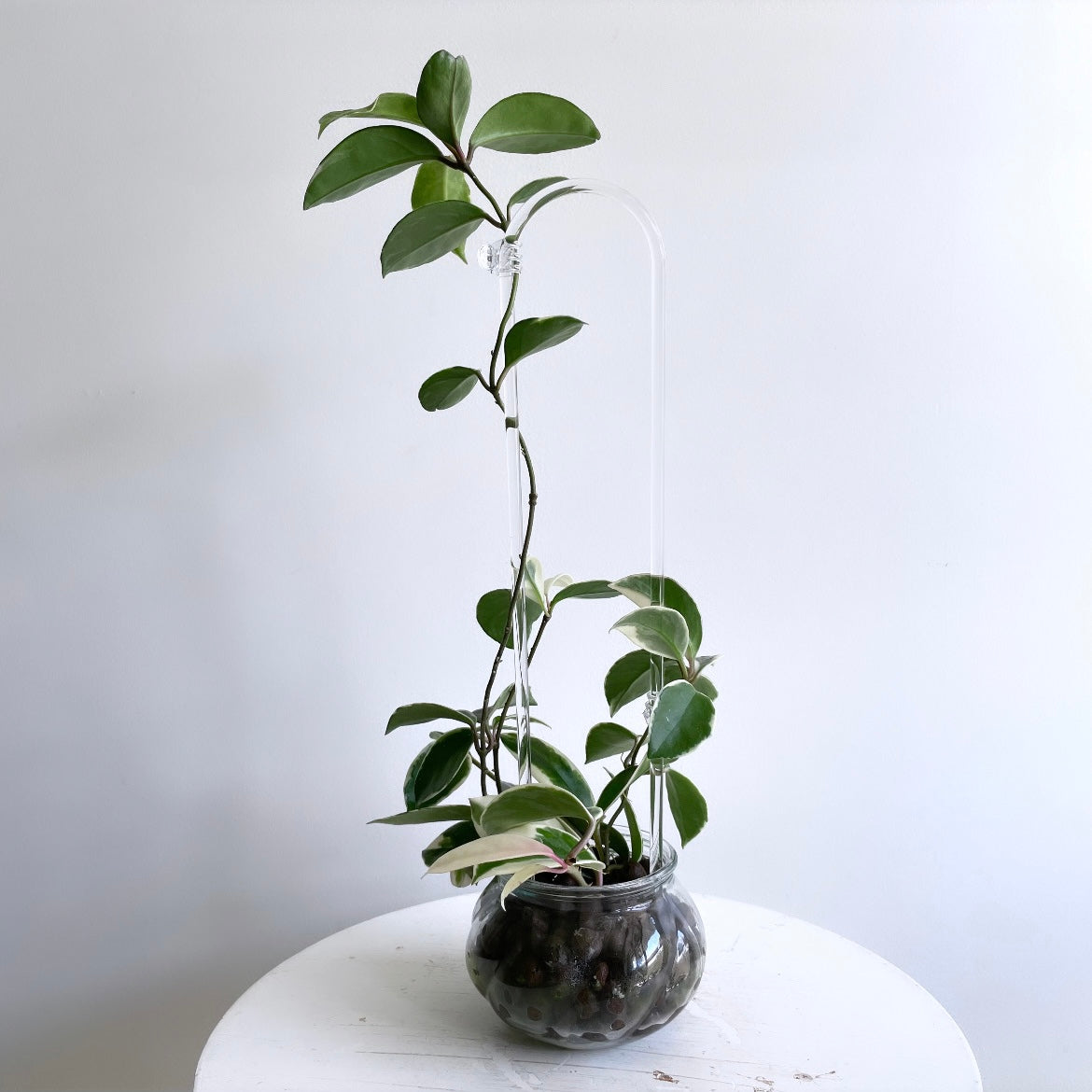 Leafy プラント クリップ クリア