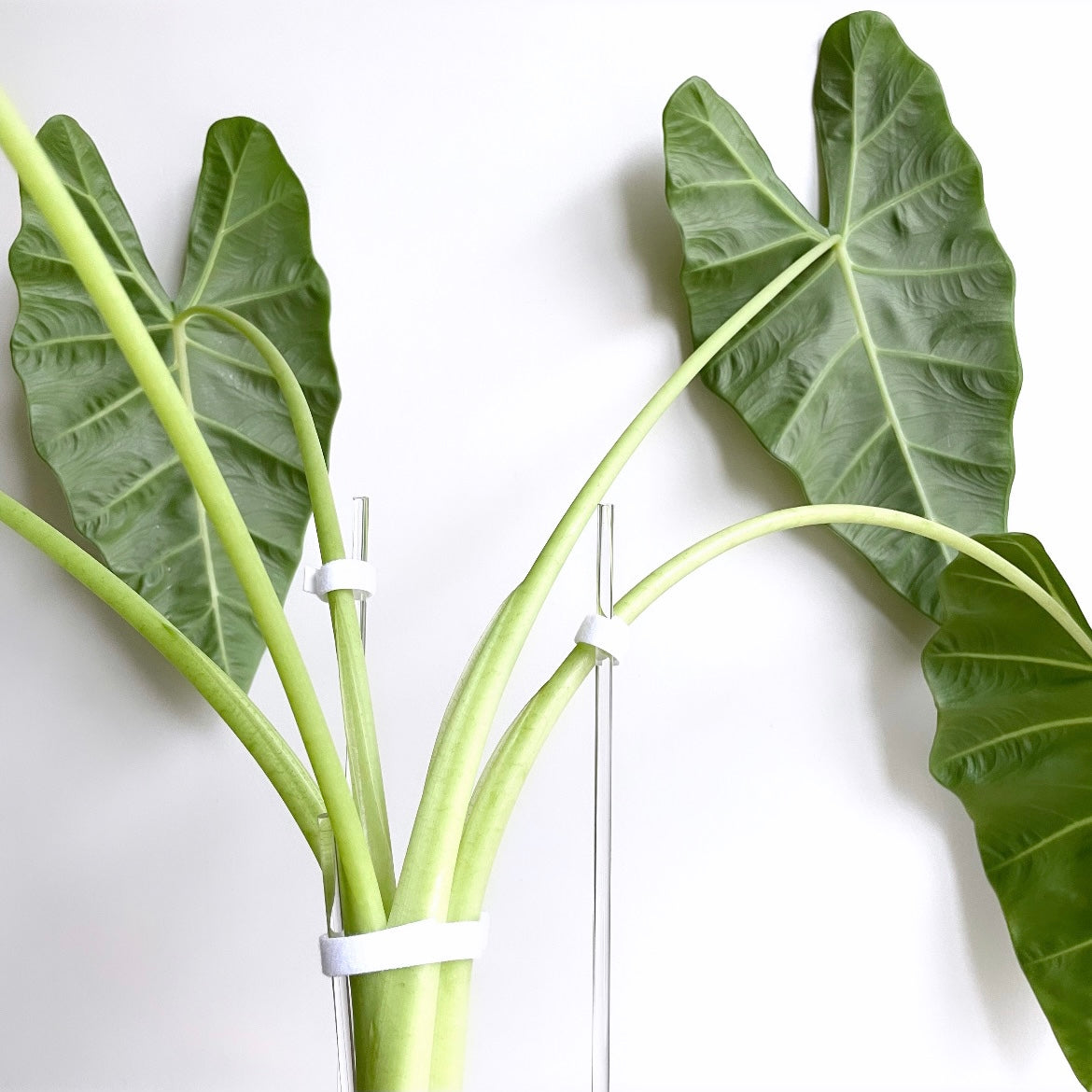 leafy プラントタイ 使い方