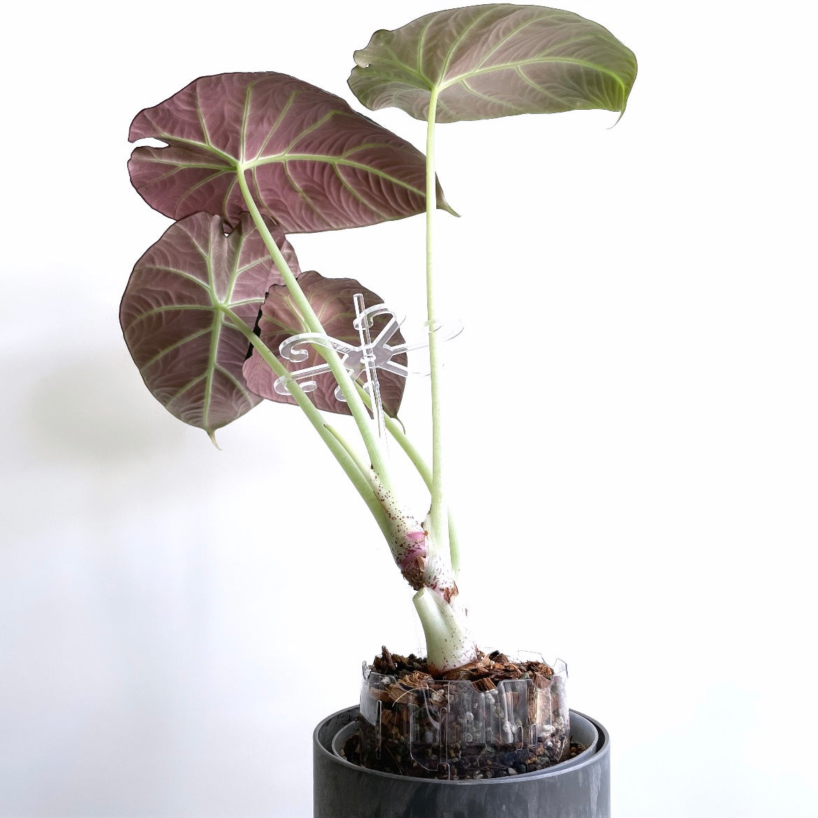 Leafy ポットエクステンダー Small