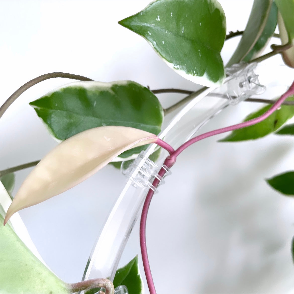 アクリルラウンドトレリスディテール