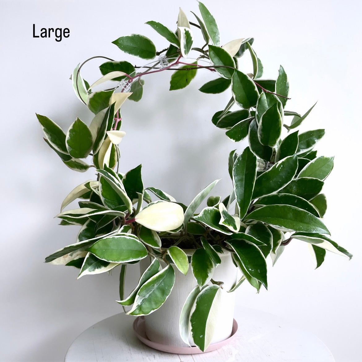 アクリルラウンドトレリスLarge