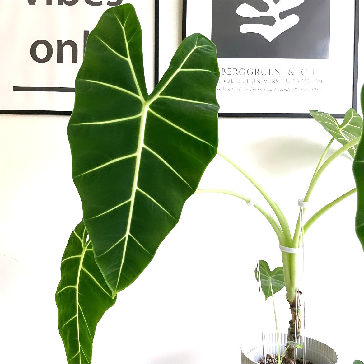 leafy アクリル 支柱 使い方