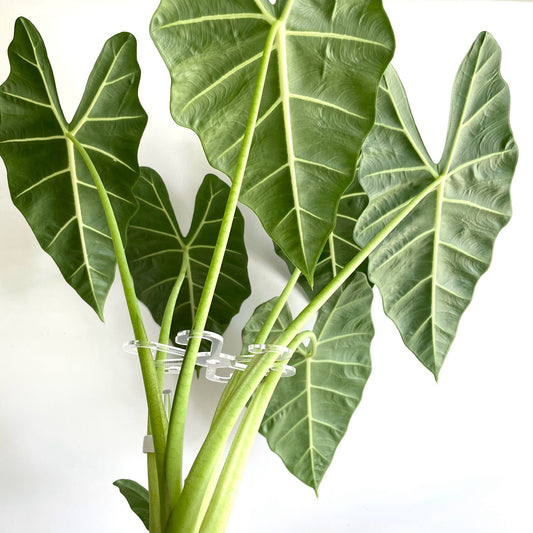 Leafy ステムフック Large