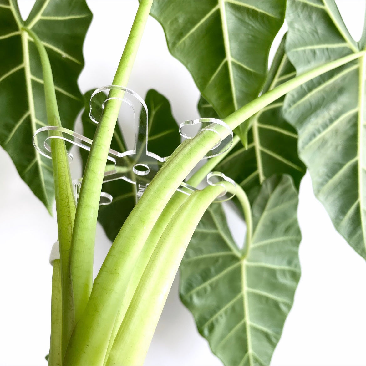 Leafy ステムフック Large