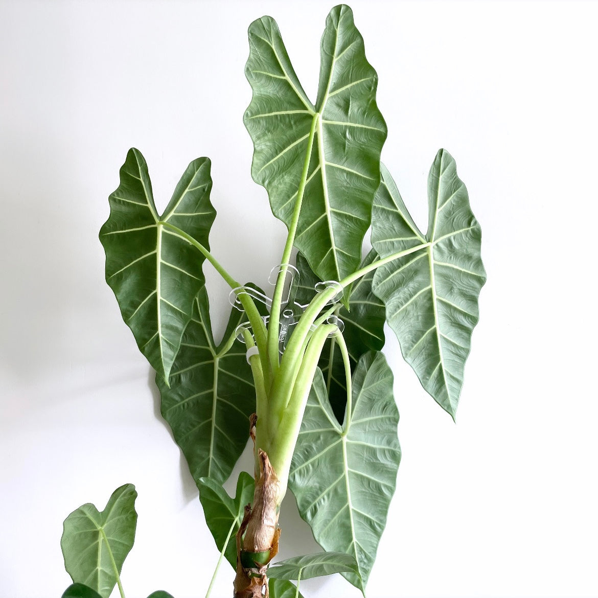 Leafy ステムフック Large