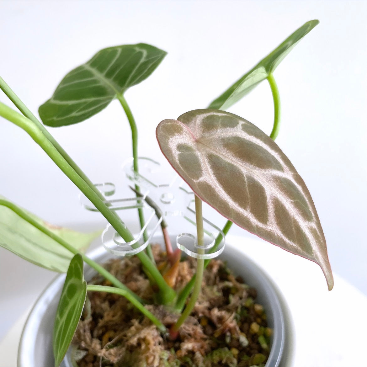 Leafy ステムフック Small