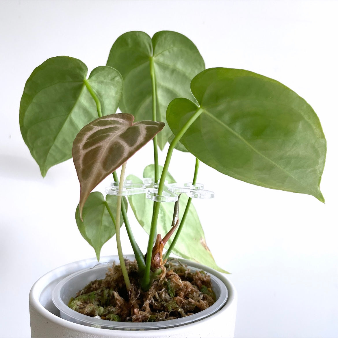 Leafy ステムフック Small