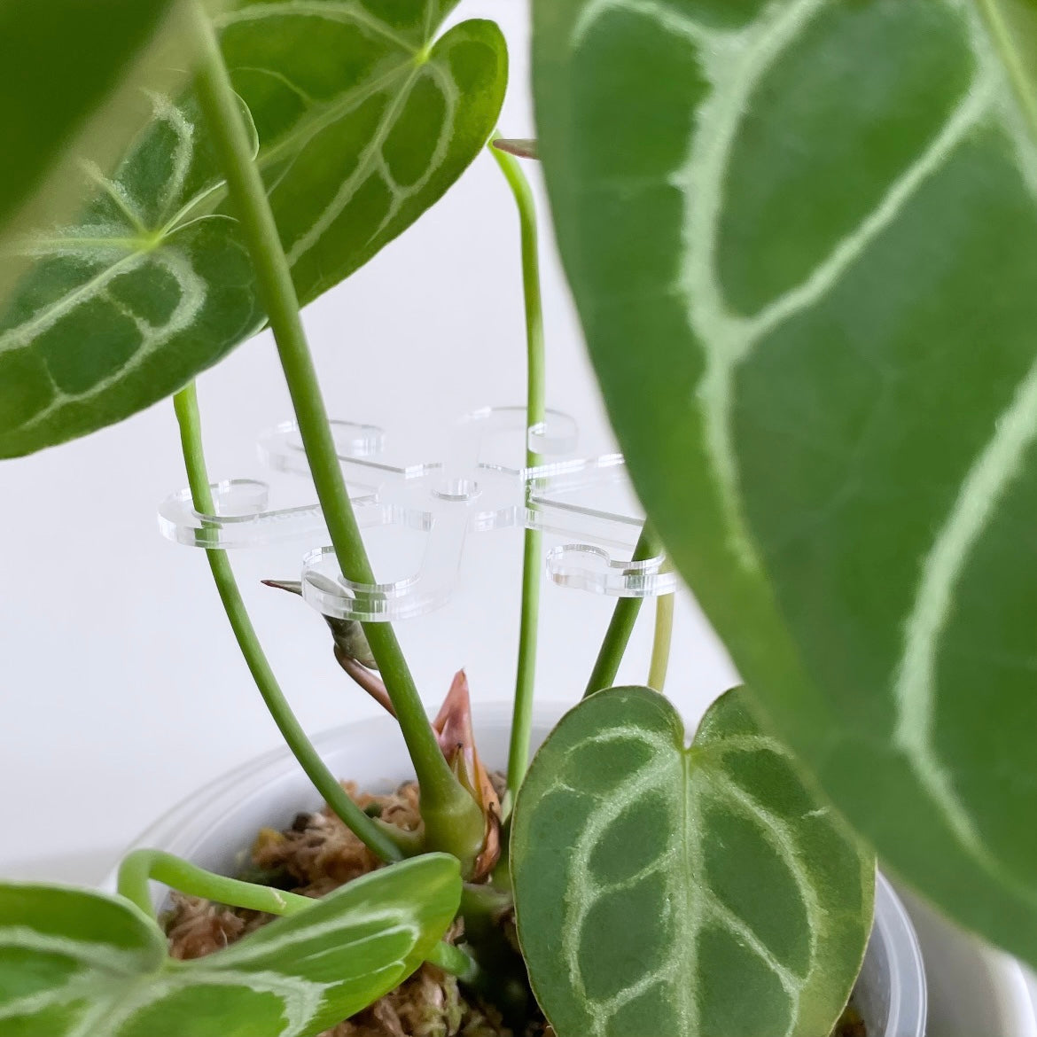 Leafy ステムフック Small