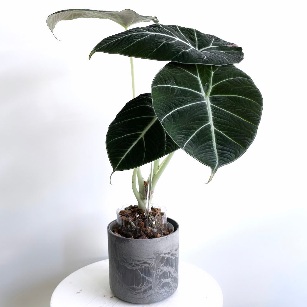 Leafy ポットエクステンダー