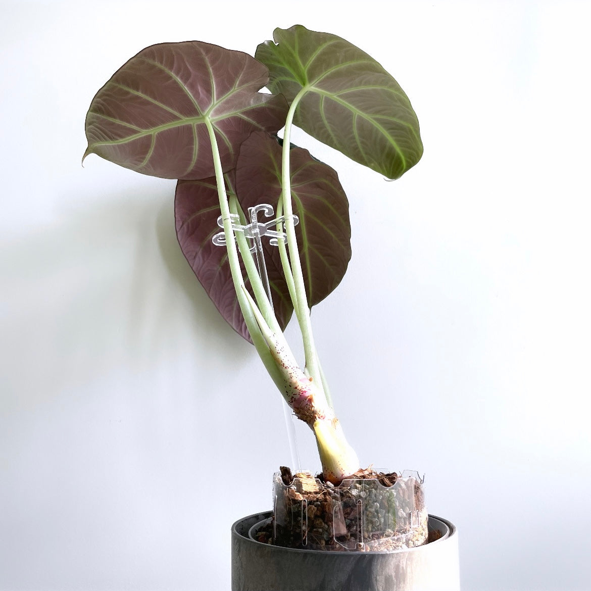 Leafy ステムフック Small