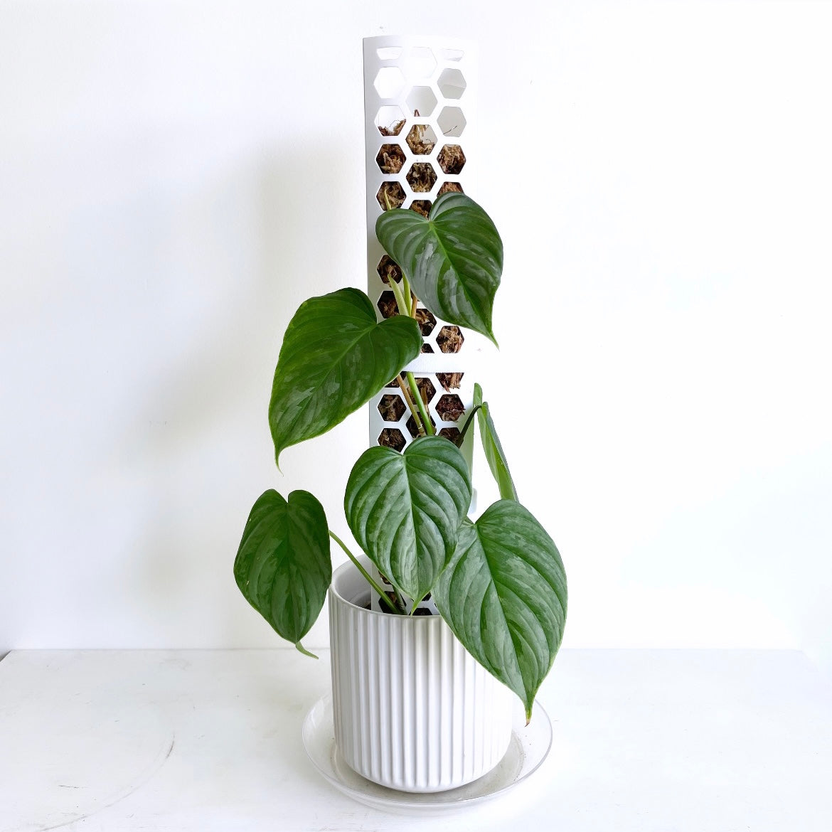 leafy モスポール ホワイト