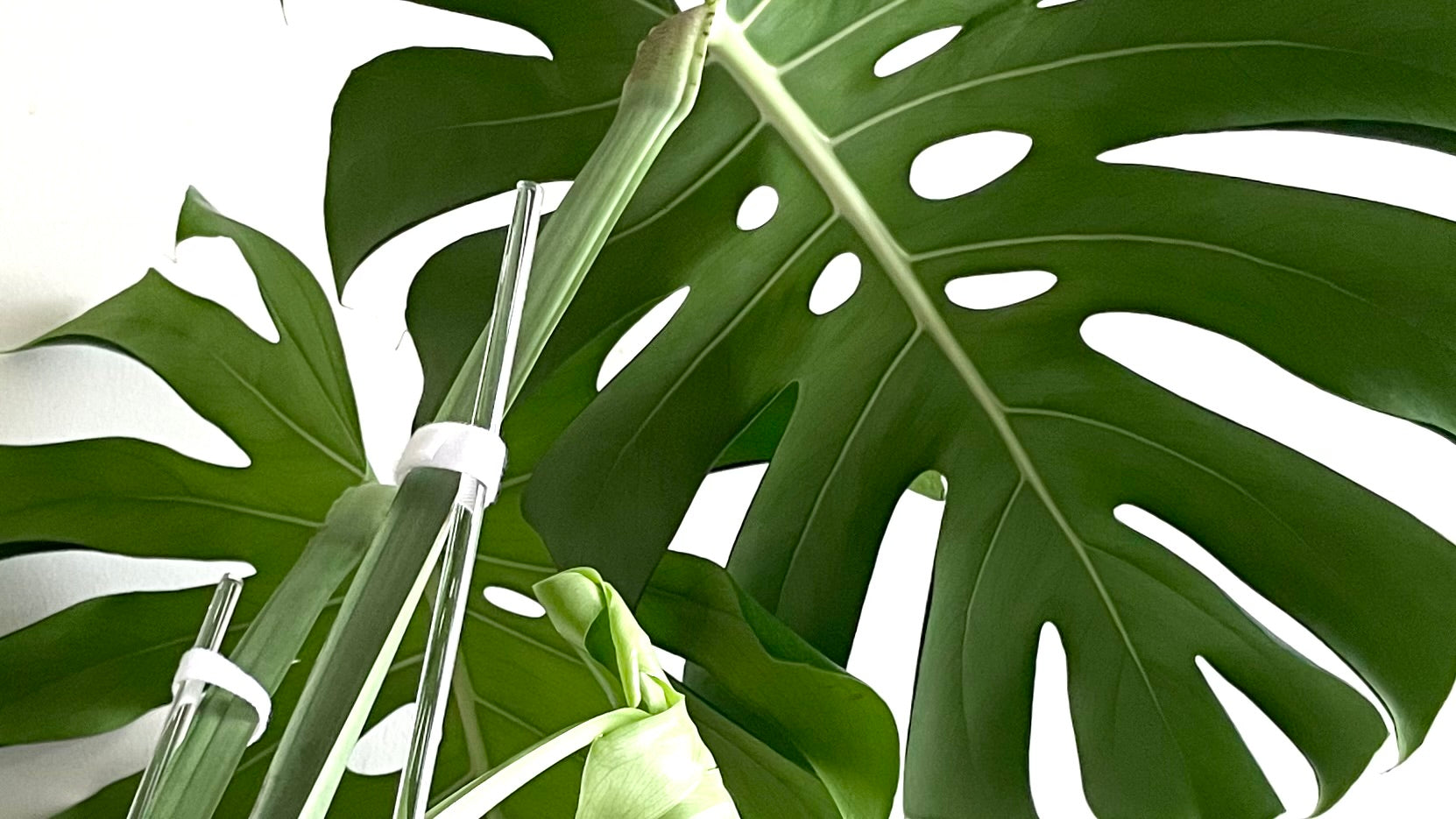 Plants on White - プラント本来の美しさを最大限に引き出す