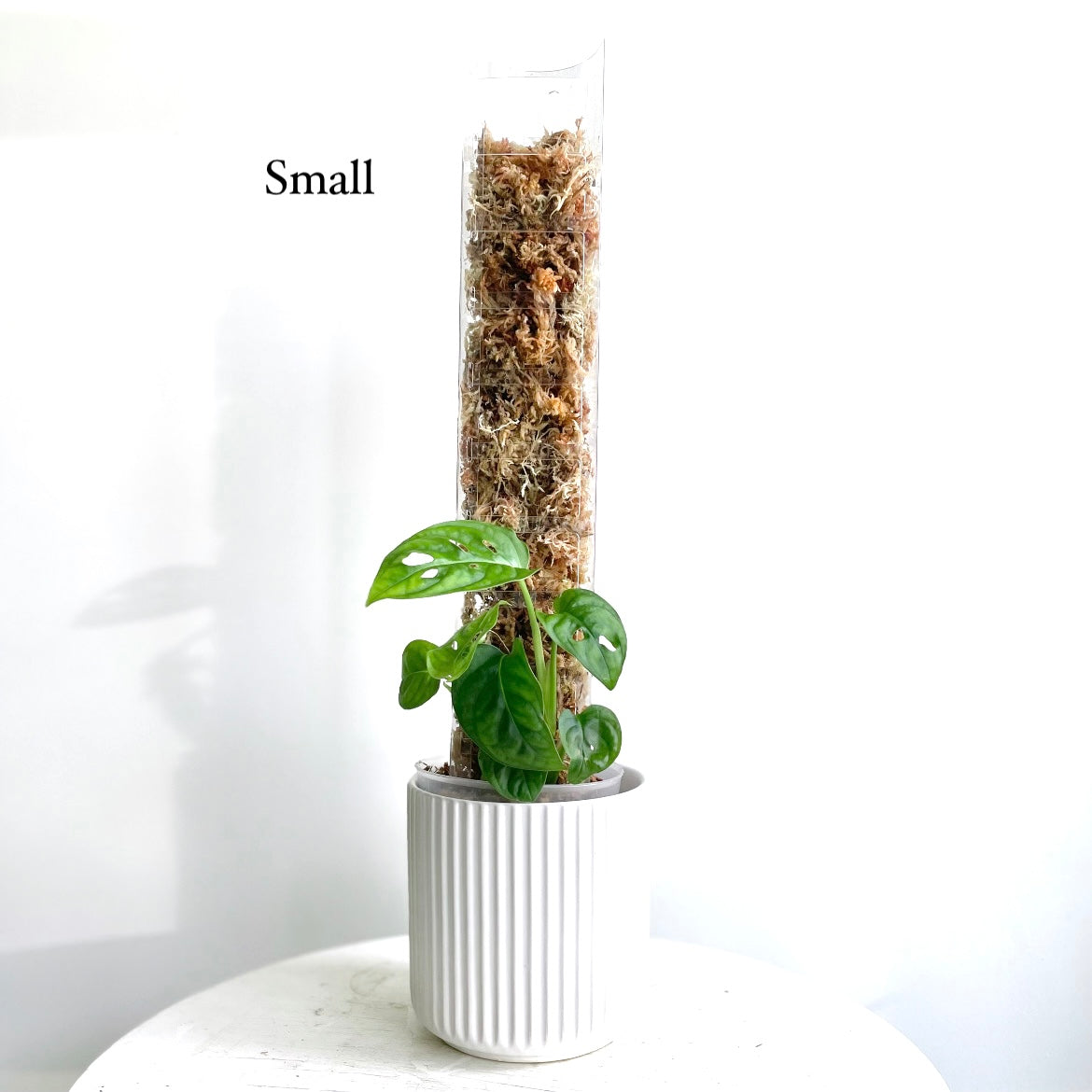 Moss Pole 3.0 Small